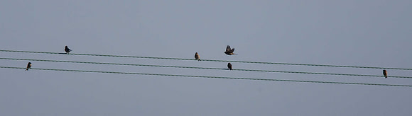 Twite