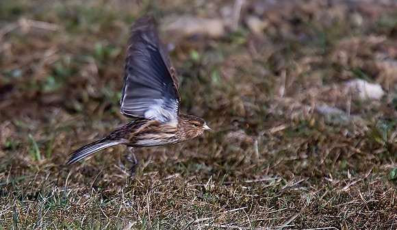 Twite