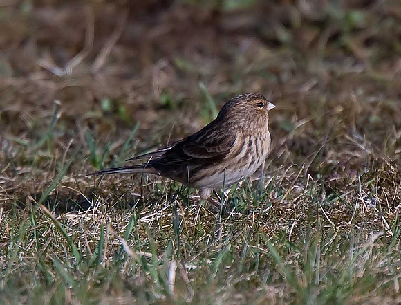 Twite