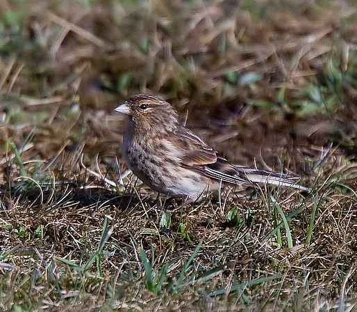 Twite
