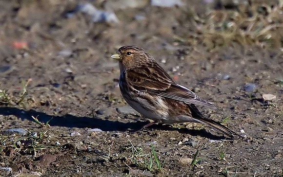 Twite