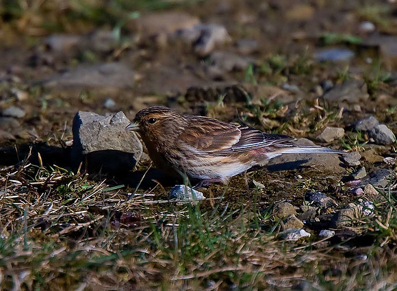 Twite