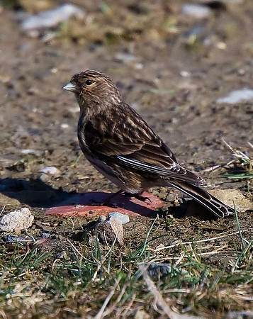 Twite