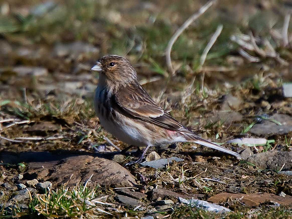 Twite