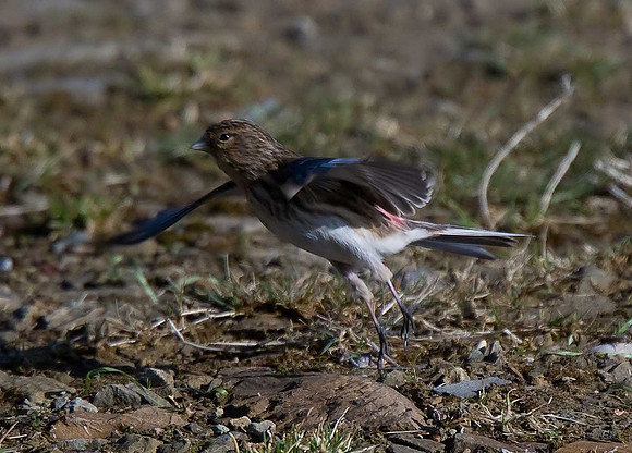 Twite