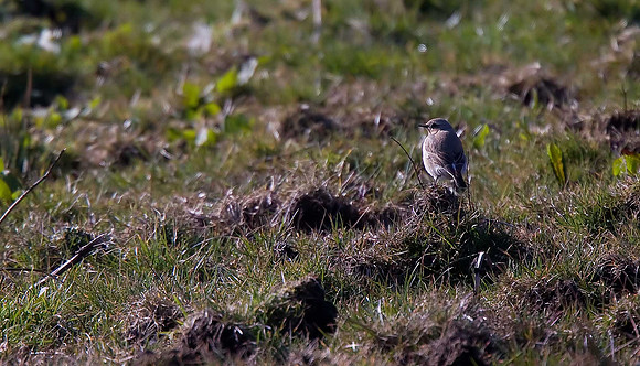 Wheatear