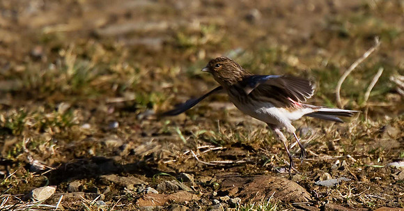 Twite