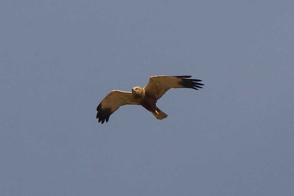 Marsh Harrier