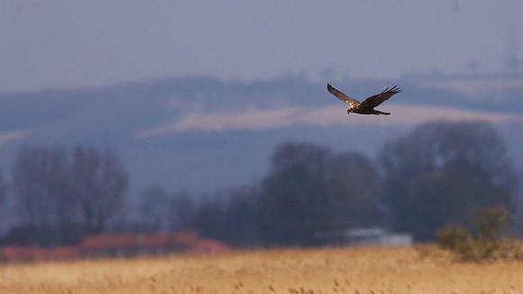 Marsh Harrier