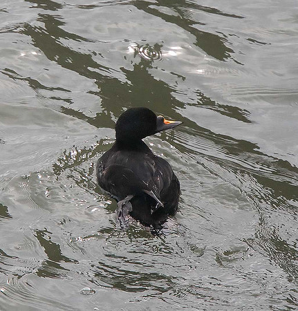 Common scoter