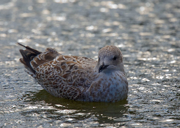 Herring Gull