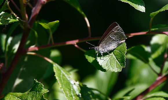 Purple Hairstreak