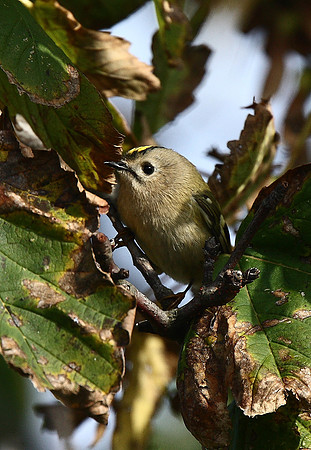 Goldcrest