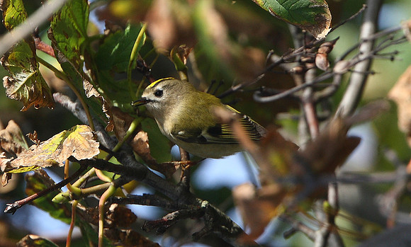 Goldcrest