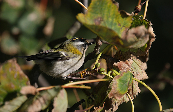 Firecrest