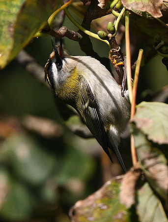 Firecrest