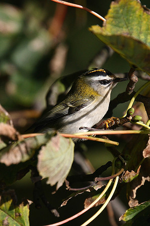 Firecrest