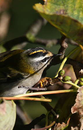 Firecrest