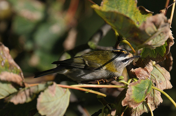 Firecrest