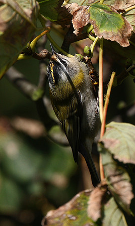 Firecrest