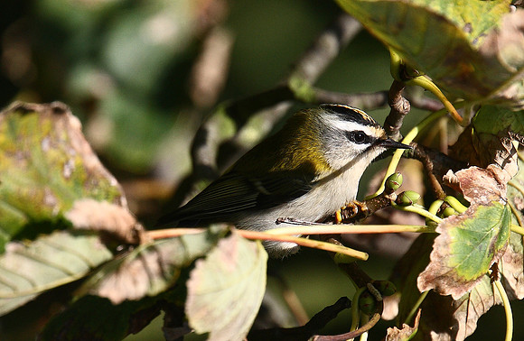 Firecrest