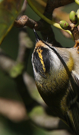 Firecrest
