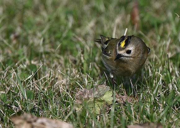 Goldcrest