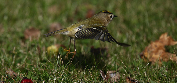Goldcrest