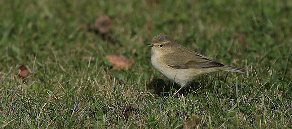 Chiffchaff