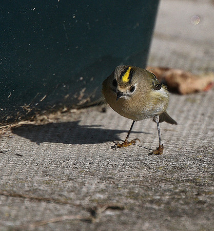 Goldcrest