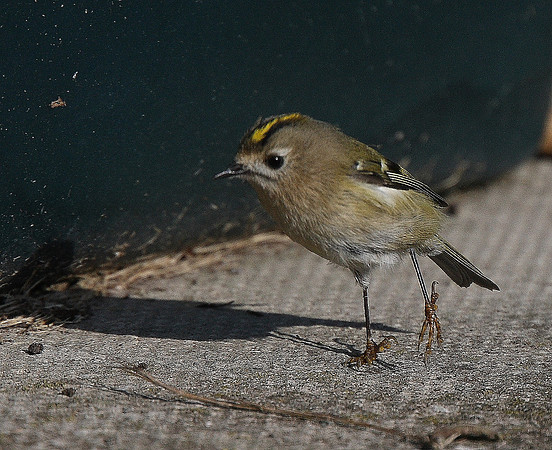 Goldcrest