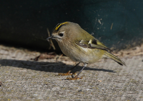 Goldcrest