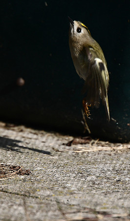 Goldcrest