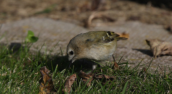 Goldcrest