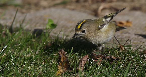Goldcrest
