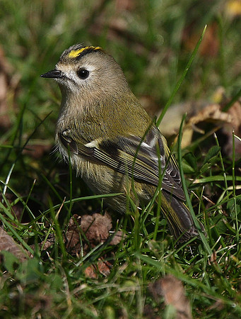 Goldcrest