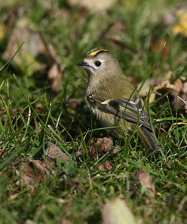 Goldcrest