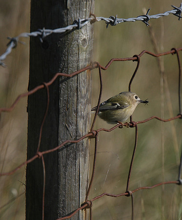 Goldcrest