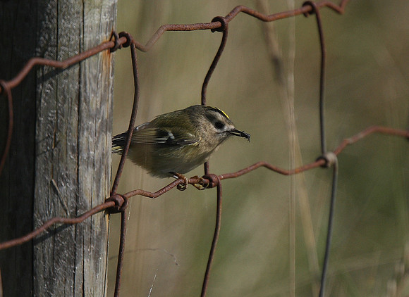 Goldcrest