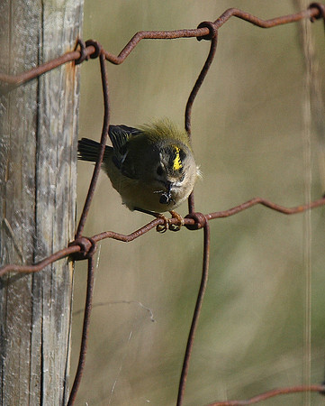 Goldcrest