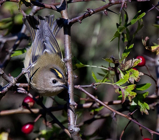 Goldcrest