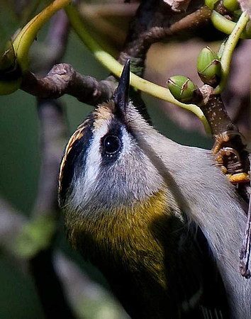 Firecrest
