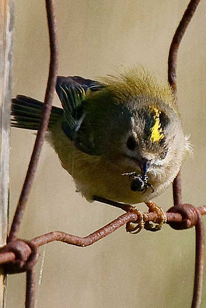 Goldcrest