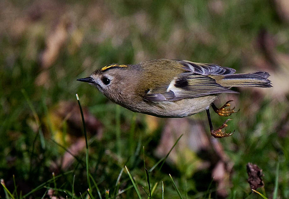 Goldcrest
