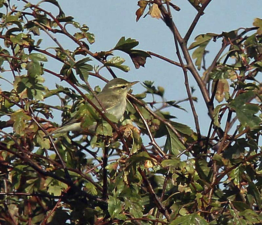 Arctic Warbler