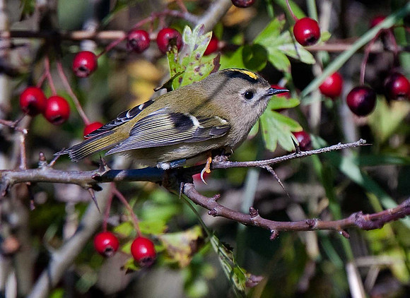 Goldcrest