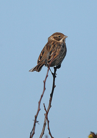 Reed Bunting