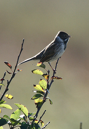 Reed Bunting