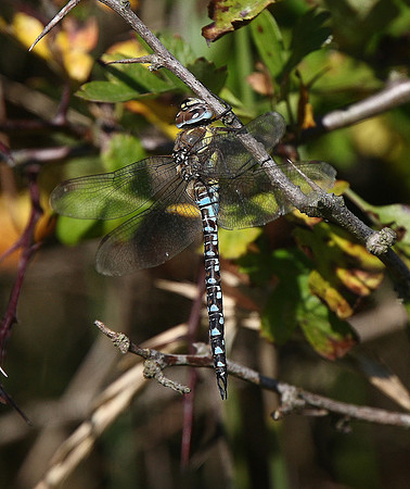 Migrant Hawker
