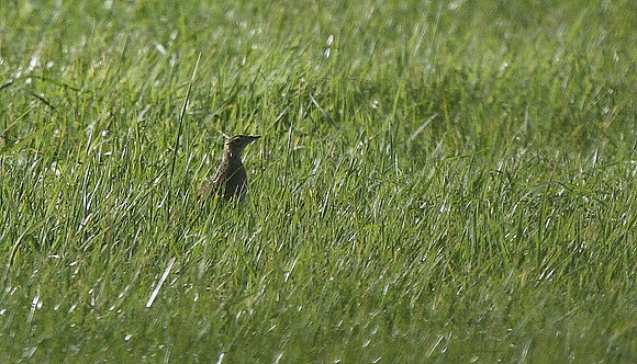 Richard's Pipit